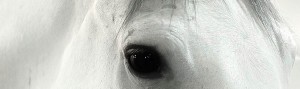 horse eye
